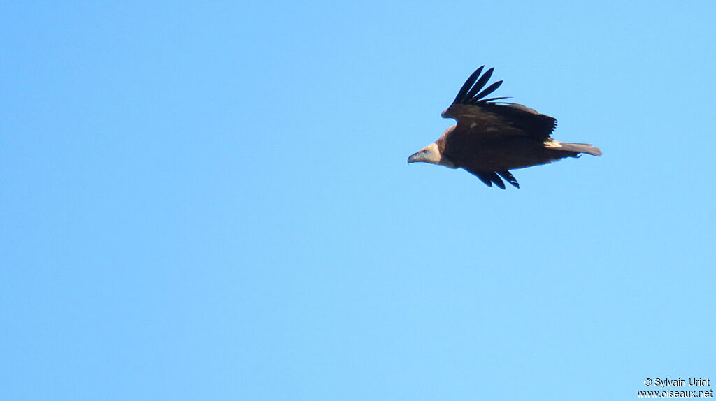 Griffon Vulturesubadult