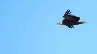 Griffon Vulture