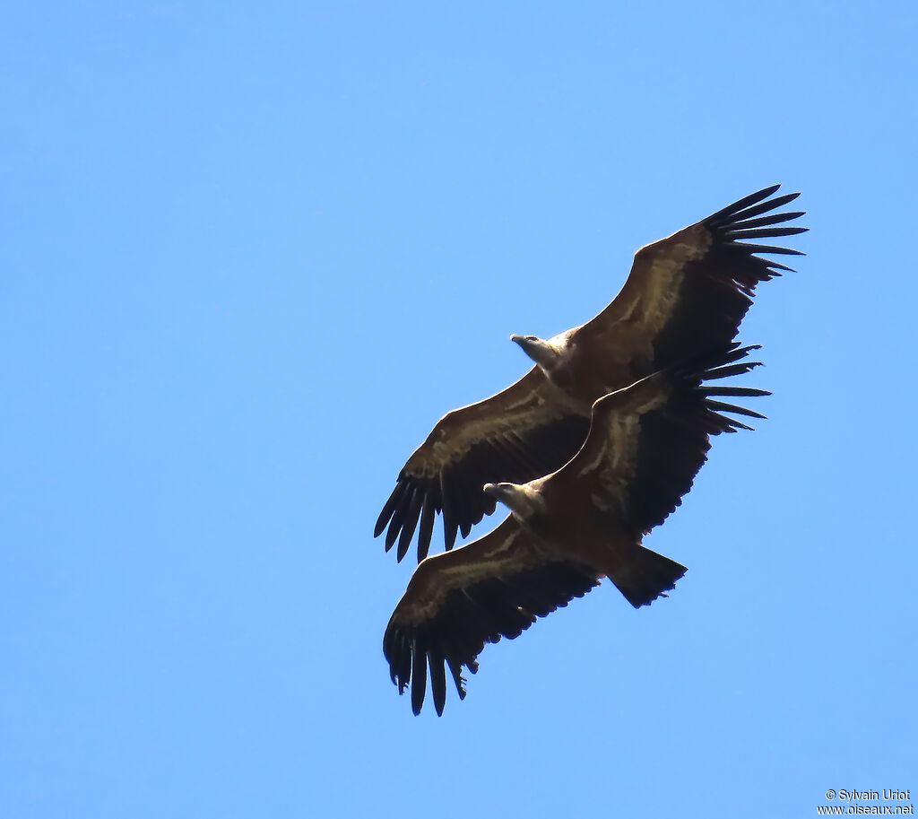 Vautour fauve adulte