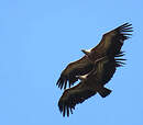 Vautour fauve