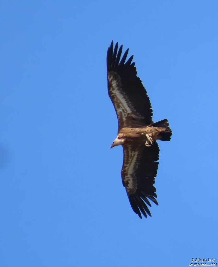 Griffon Vulture subadult