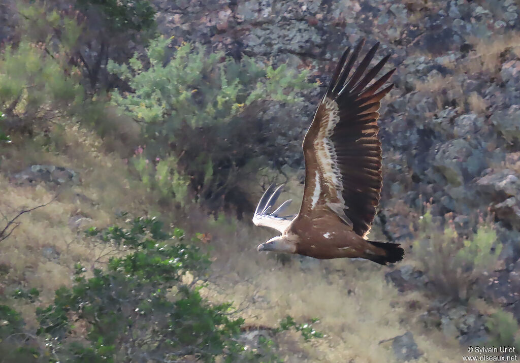 Griffon Vulture adult