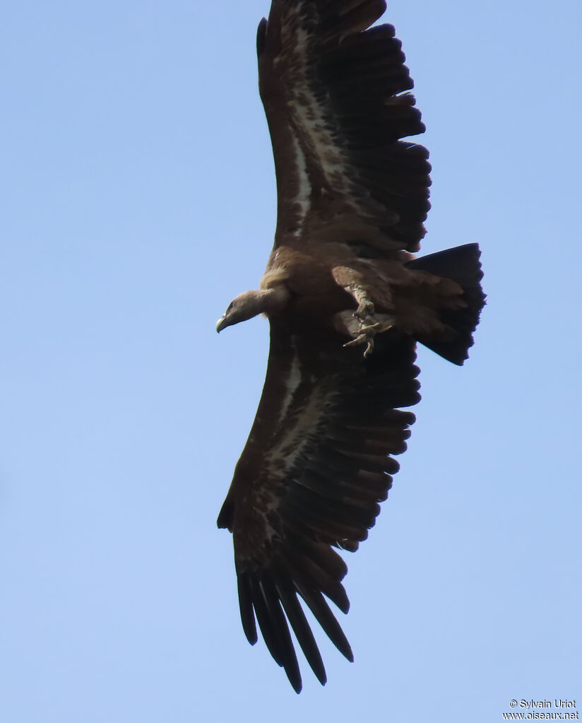 Vautour fauve adulte