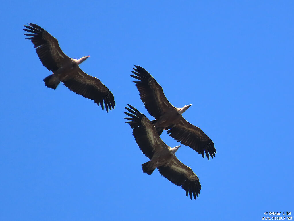 Vautour fauve