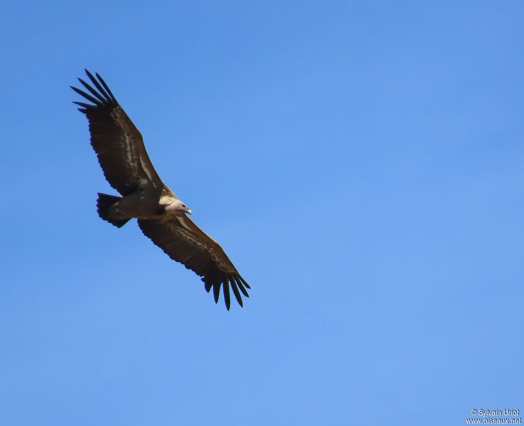 Vautour fauve