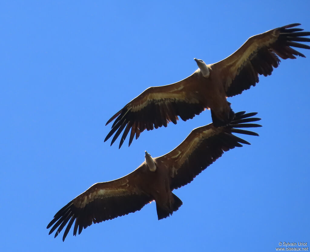 Vautour fauve adulte
