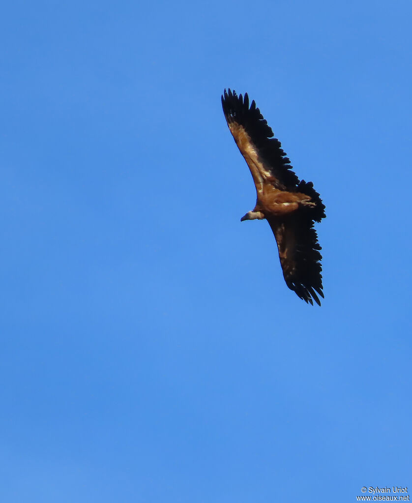 Griffon Vulture subadult