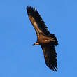 Vautour fauve