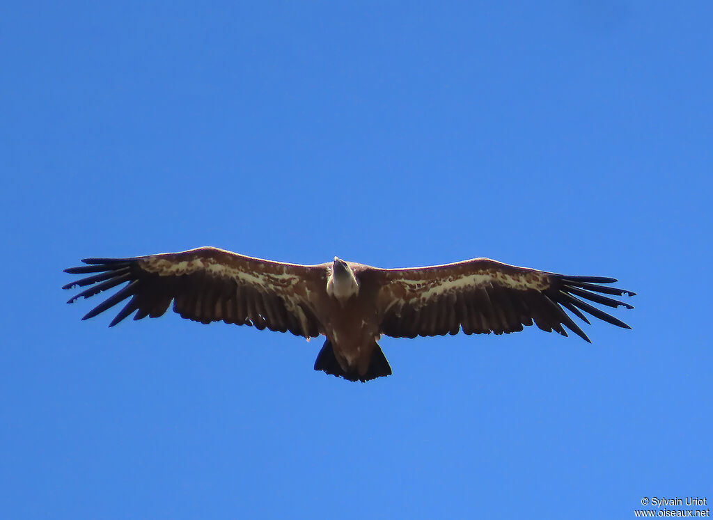 Vautour fauve