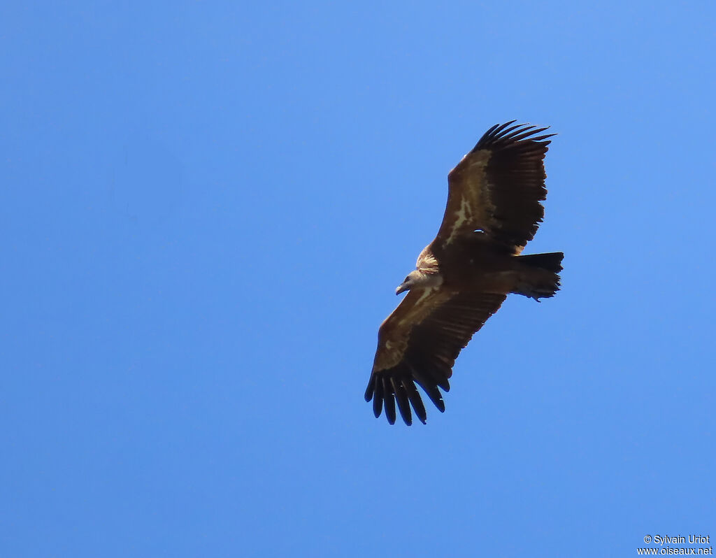 Vautour fauve adulte