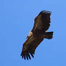 Vautour fauve