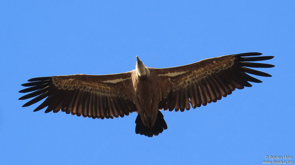 Vautour fauve adulte