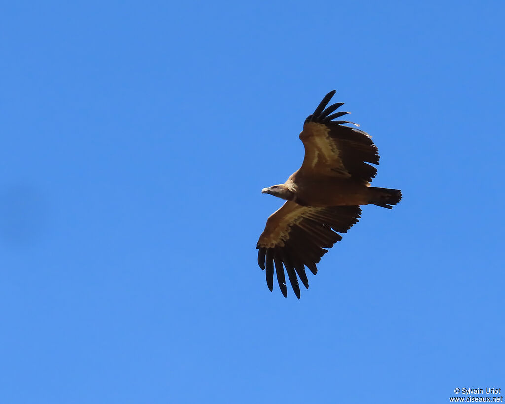 Vautour fauve
