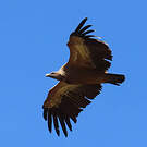 Vautour fauve