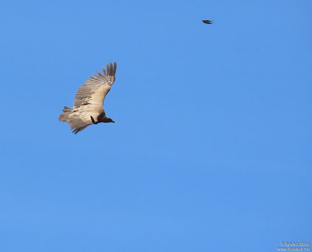 Vautour fauve adulte