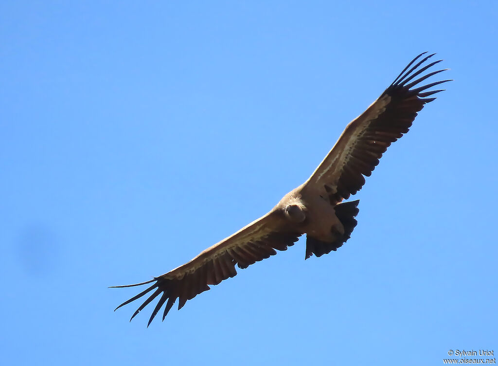 Vautour fauve