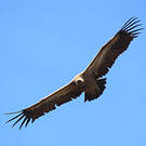 Vautour fauve