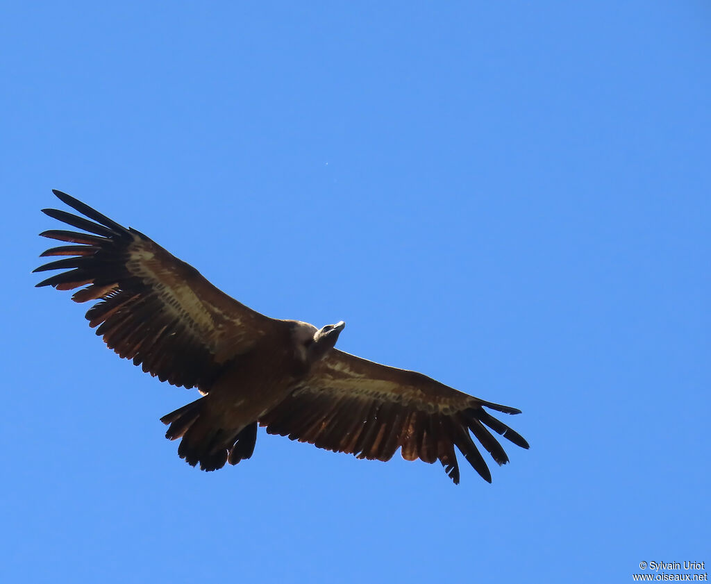 Vautour fauve