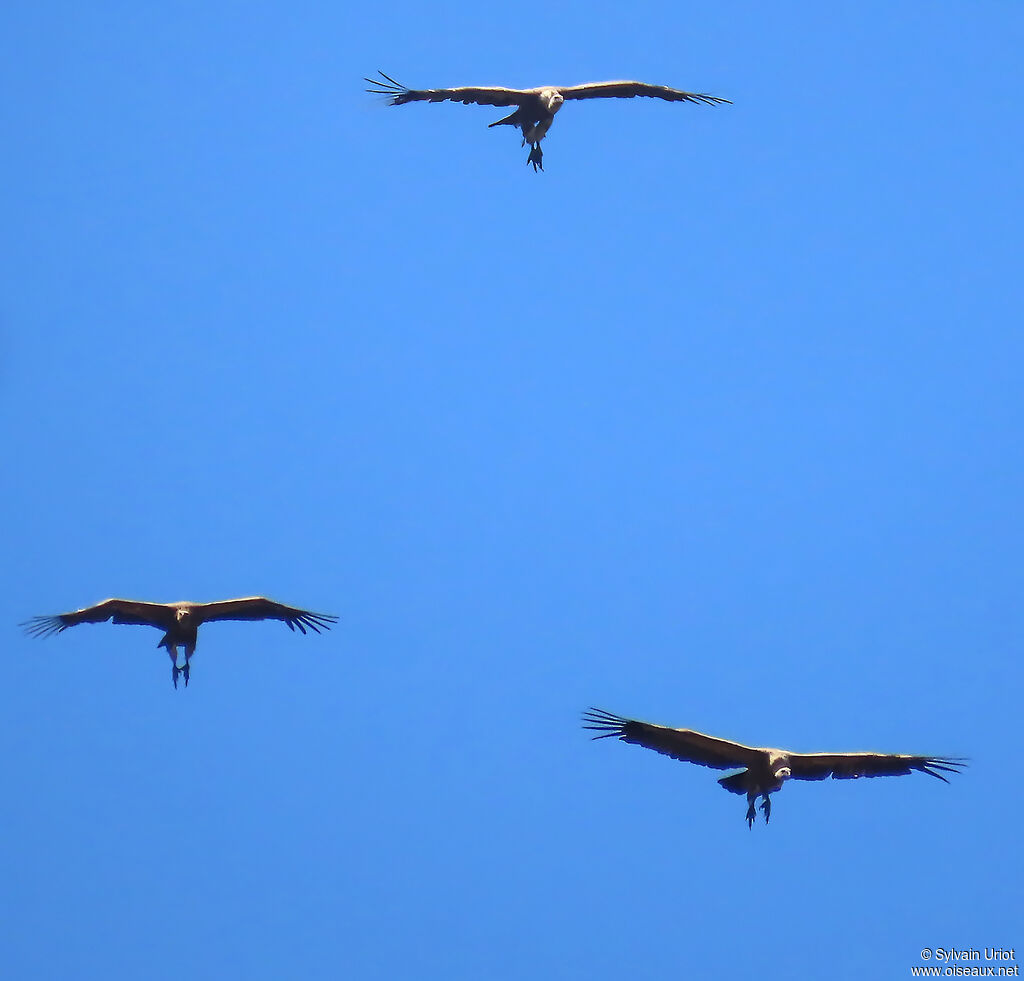 Vautour fauve adulte