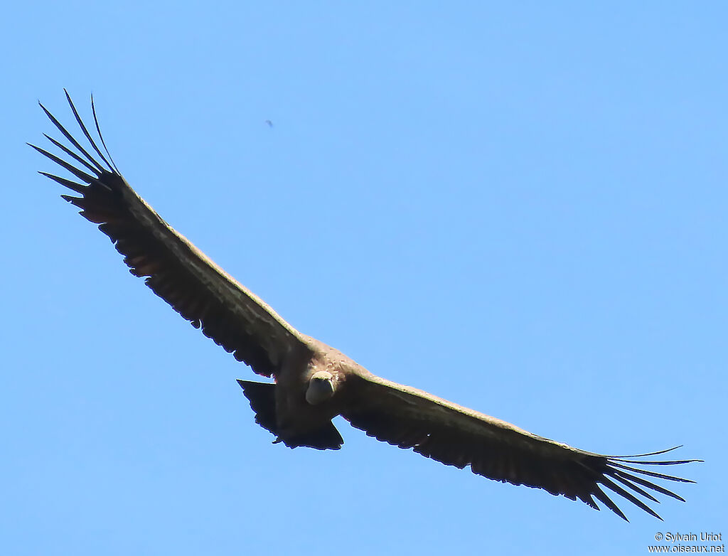 Vautour fauve