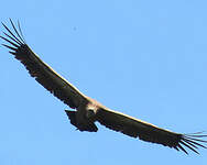 Vautour fauve