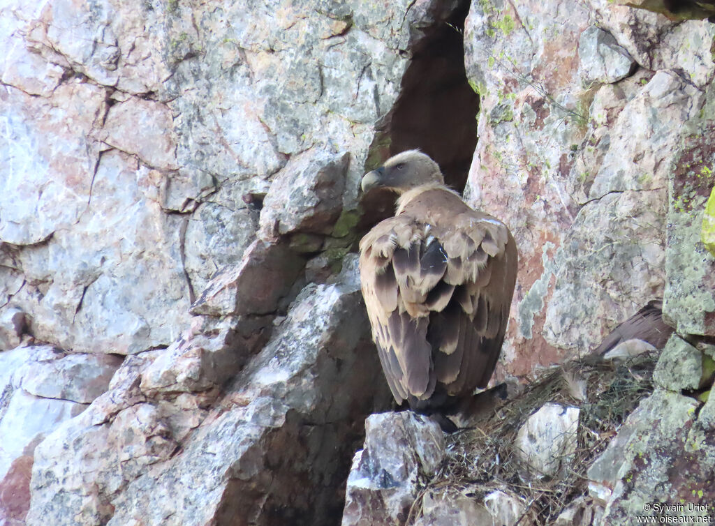 Griffon Vulture adult, nesting