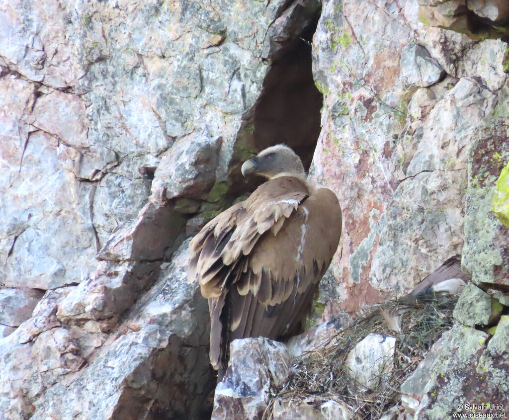 Griffon Vulture adult, nesting