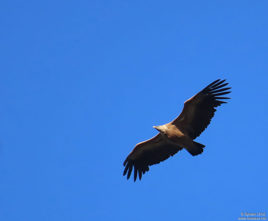 Griffon Vulture adult