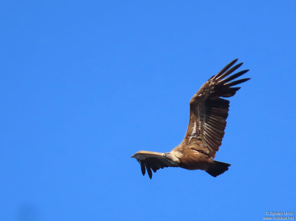 Griffon Vulture adult