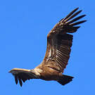 Vautour fauve