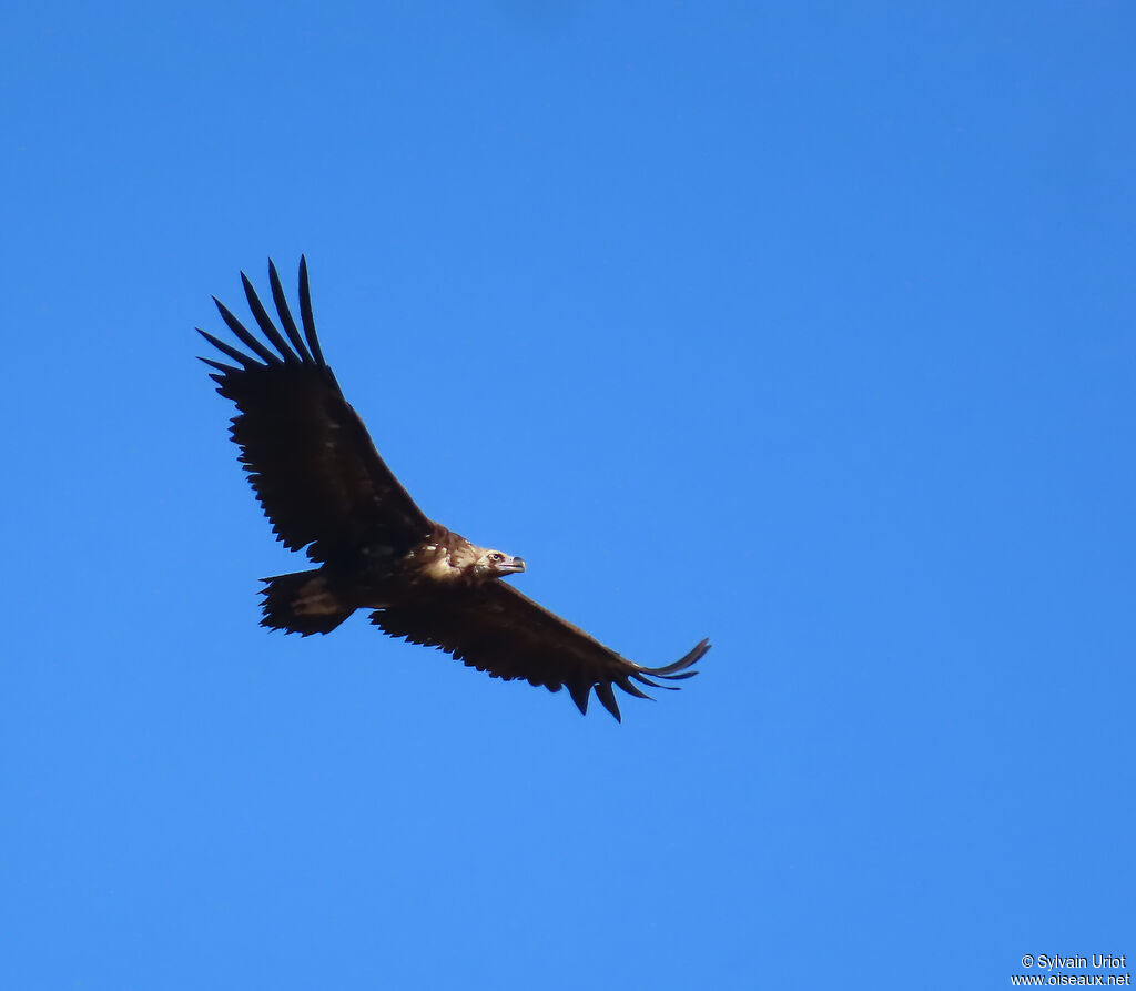 Vautour moine
