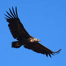 Vautour moine