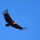 Vautour moine
