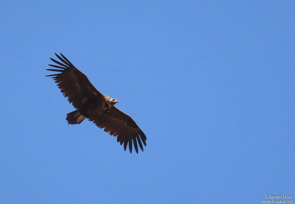 Cinereous Vulture adult