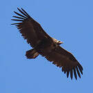 Vautour moine