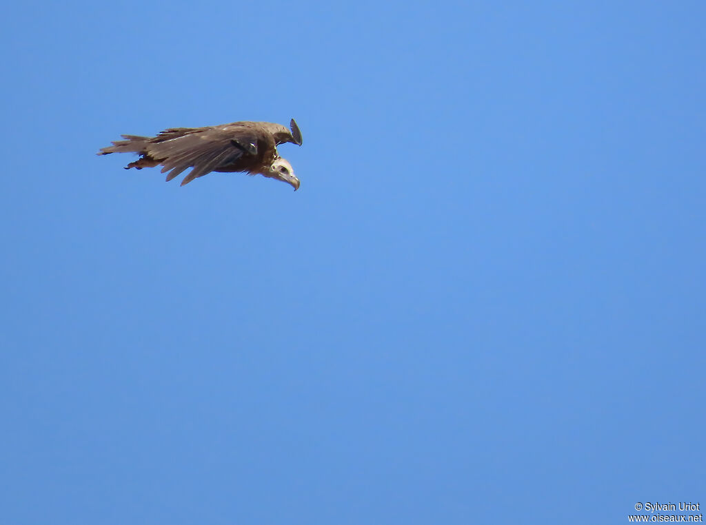 Vautour moine