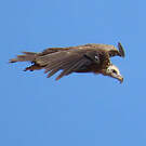 Vautour moine