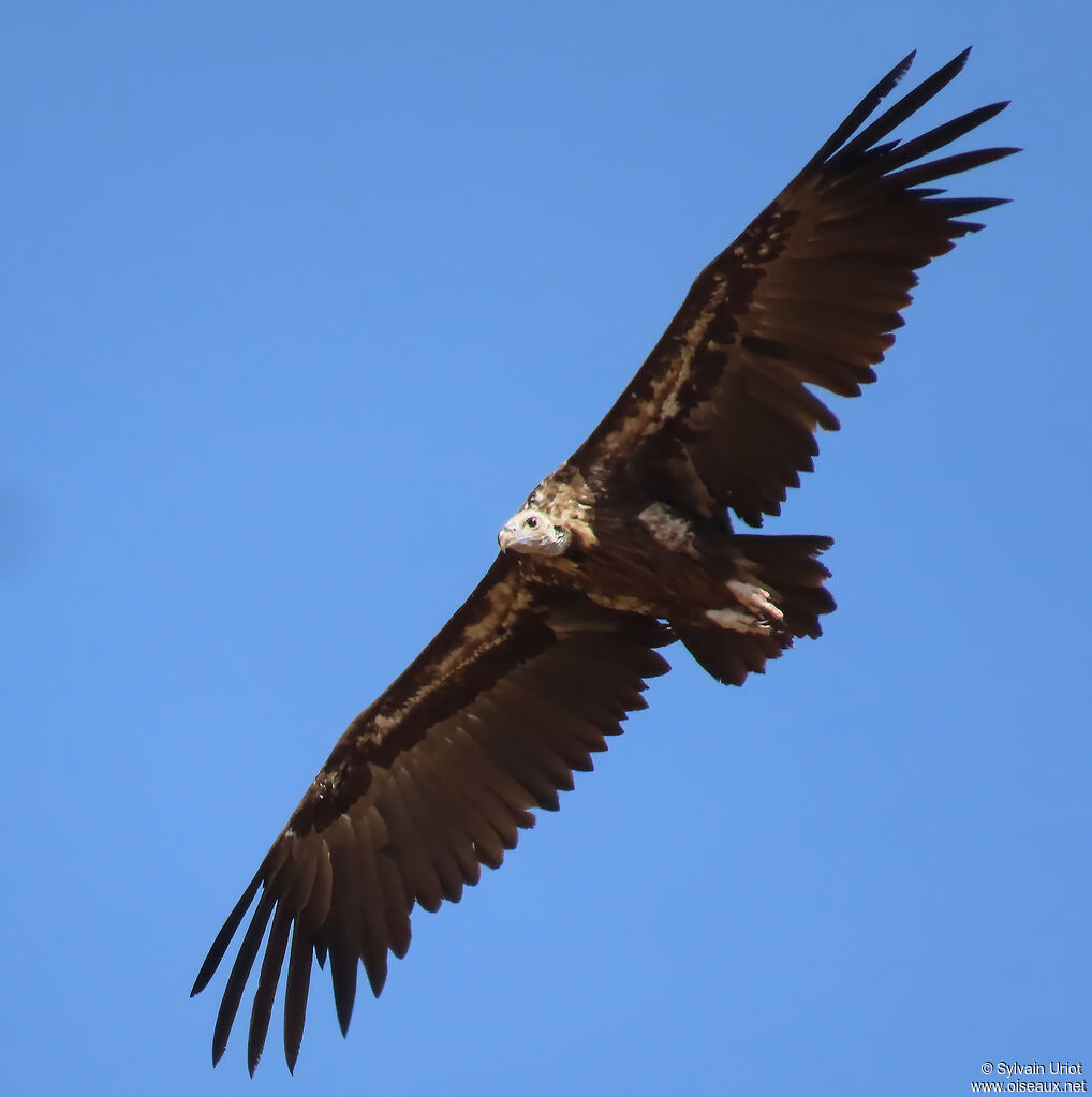 Vautour moine