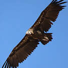 Vautour moine