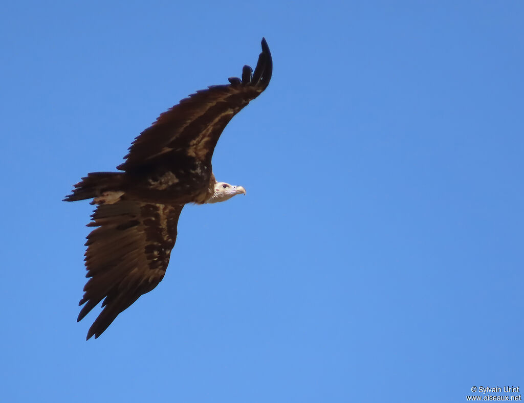 Vautour moine