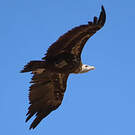 Vautour moine