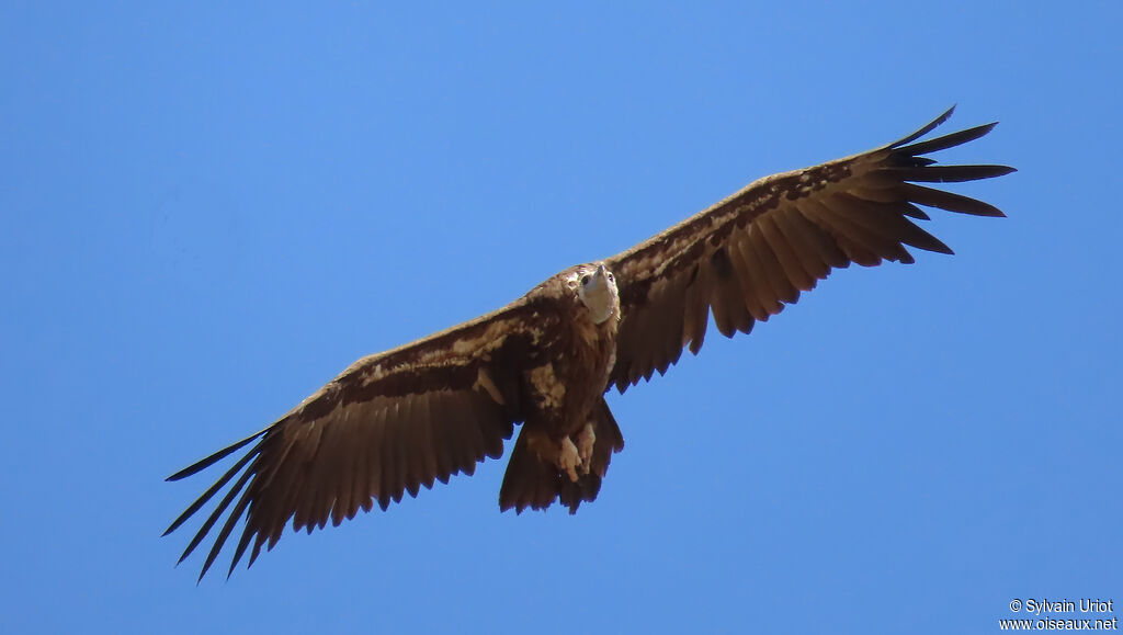 Vautour moine