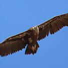 Vautour moine