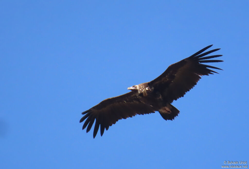 Vautour moine adulte