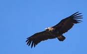 Vautour moine