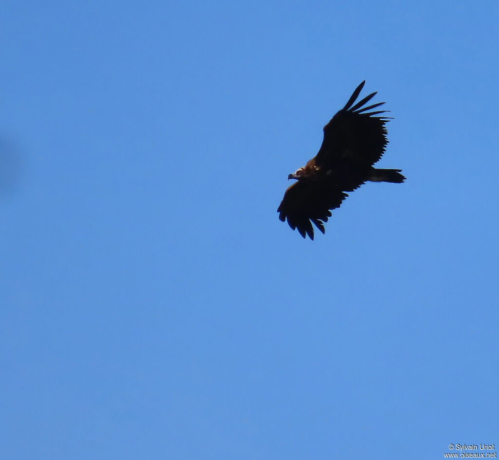 Vautour moine adulte