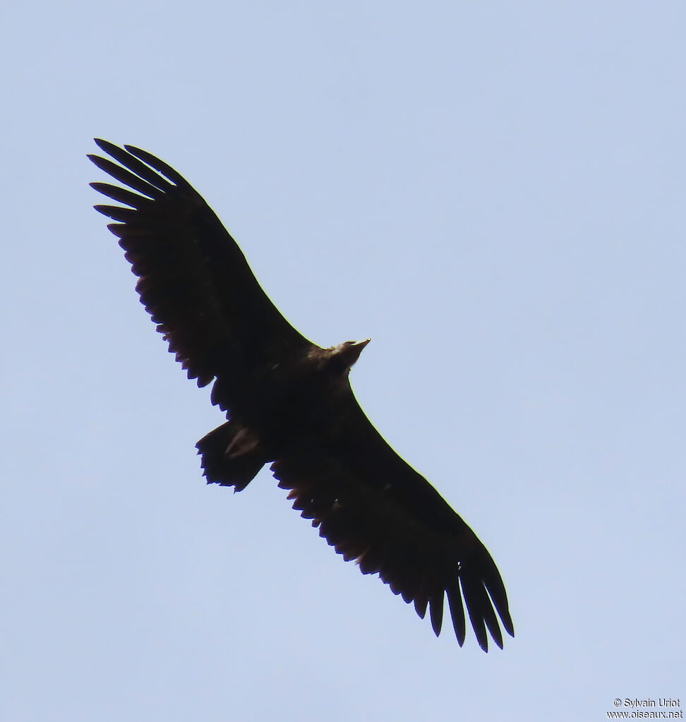 Vautour moine