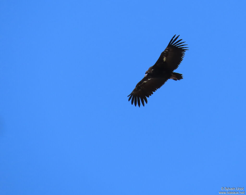 Vautour moine
