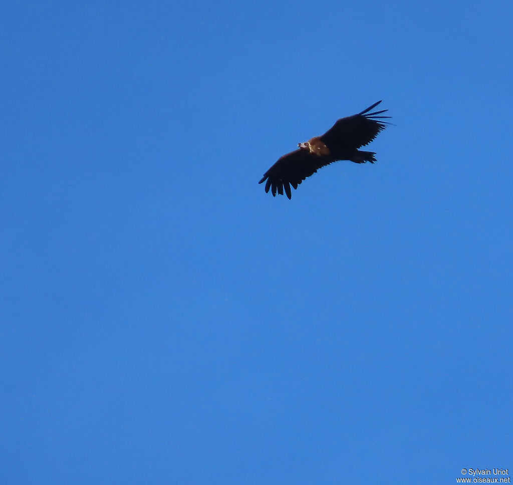 Vautour moine adulte
