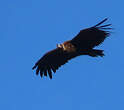 Vautour moine